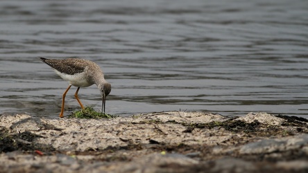 Lesser Yellowlegs, Volcán Antisana