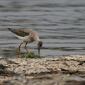 Lesser Yellowlegs, Volcán Antisana