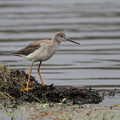 Lesser Yellowlegs, Volcán Antisana
