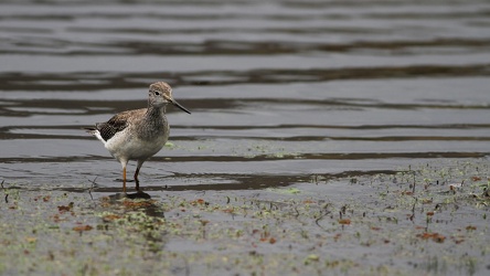 Lesser Yellowlegs, Volcán Antisana