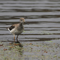 Lesser Yellowlegs, Volcán Antisana