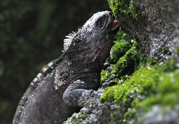 Marine Iguana, Isla Española