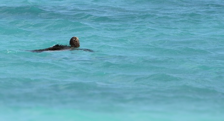 Pacific Green Turtle, Isla Española