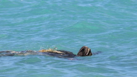 Pacific Green Turtle, Isla Española
