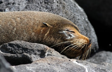 Galápagos Fur Seal, Seymour Norte