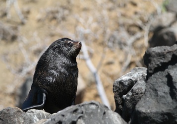 Galápagos Fur Seal, Seymour Norte