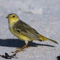 Yellow Warbler, Las Bachas, Santa Cruz