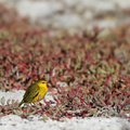 Yellow Warbler, Las Bachas, Santa Cruz
