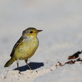 Yellow Warbler, Las Bachas, Santa Cruz
