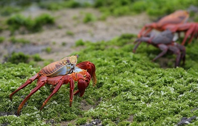 Sally Lightfoot Crab, Isla Santiago