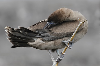 Red-footed Booby, Isla Genovesa