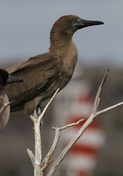 Red-footed Booby, Isla Genovesa