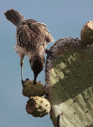 Genovesa Mockingbird, Isla Genovesa