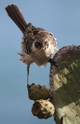 Genovesa Mockingbird, Isla Genovesa