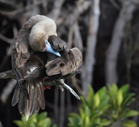 Red-footed Booby, Isla Genovesa