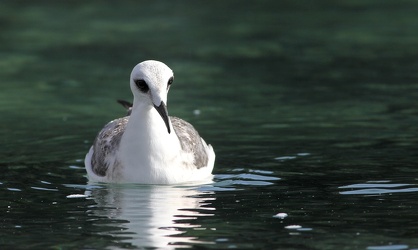 Swallow-tailed Gull, Isla Genovesa