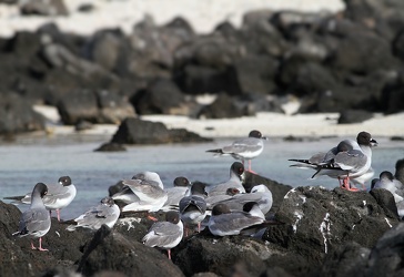 Swallow-tailed Gull, Isla Genovesa