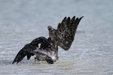 Lava Gull, Isla Genovesa
