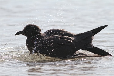 Lava Gull, Isla Genovesa