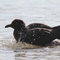 Lava Gull, Isla Genovesa