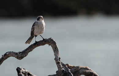Genovesa Mockingbird, Isla Genovesa