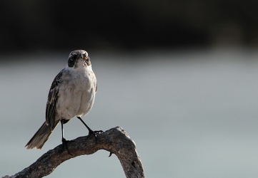 Genovesa Mockingbird, Isla Genovesa
