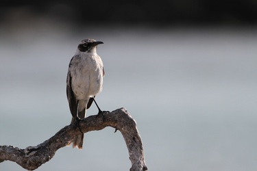 Genovesa Mockingbird, Isla Genovesa