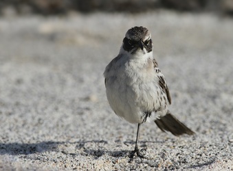 Genovesa Mockingbird, Isla Genovesa
