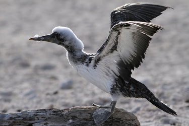 Nazca Booby, Isla Genovesa