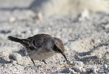 Genovesa Mockingbird, Isla Genovesa