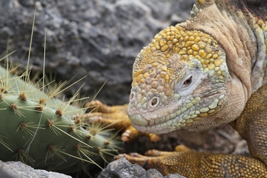 Land Iguana, Plaza Sur