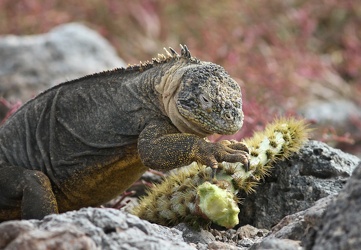 Land Iguana, Plaza Sur