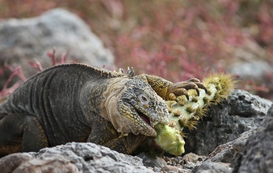 Land Iguana, Plaza Sur