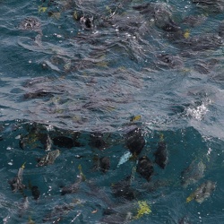 Razor Surgeonfish, Plaza Sur