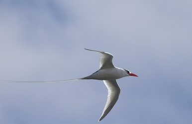 Red-billed Tropicbird, Plaza Sur