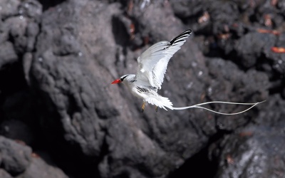 Red-billed Tropicbird, Plaza Sur