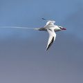 Red-billed Tropicbird, Plaza Sur