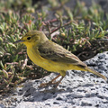 Yellow Warbler, Plaza Sur