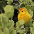 Yellow Warbler, Plaza Sur