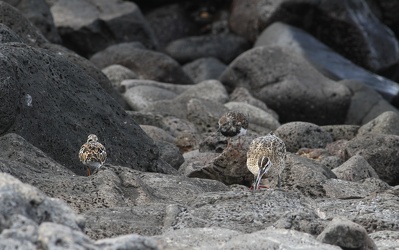Whimbrel & Ruddy Turnstone, Plaza Sur