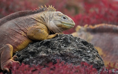 Land Iguana, Plaza Sur