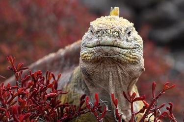 Land Iguana, Plaza Sur