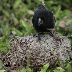 Large Ground-Finch, Isla Santa Cruz