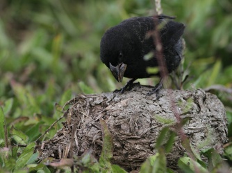 Large Ground-Finch, Isla Santa Cruz