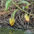 Yellow Warbler, Isla Santa Cruz
