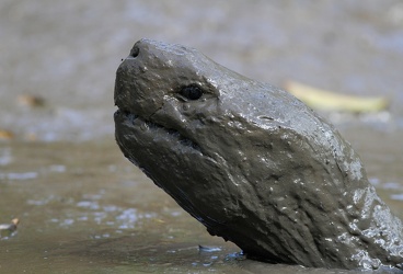 Galápagos Giant Tortoise, Isla Santa Cruz