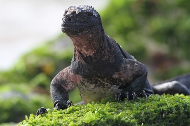 Marine Iguana, Isla Española
