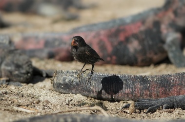 Large Cactus-Finch & Marine Iguana, Isla Española