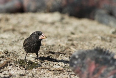 Large Cactus-Finch & Marine Iguana, Isla Española