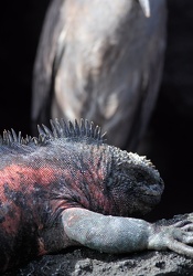 Marine Iguana & Yellow-crowned Night-Heron, Isla Española